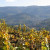 Sanfte Weinberge und ein Blick auf den Staufenberg - Das ist wahres Schwarzwald-Flair