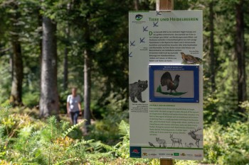 Die Infotafeln am Weg informieren über Heidelbeeren, den Wald und seine Bewohner.