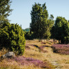 Das Lila der Heideblüten färbt im August und September die Landschaft.