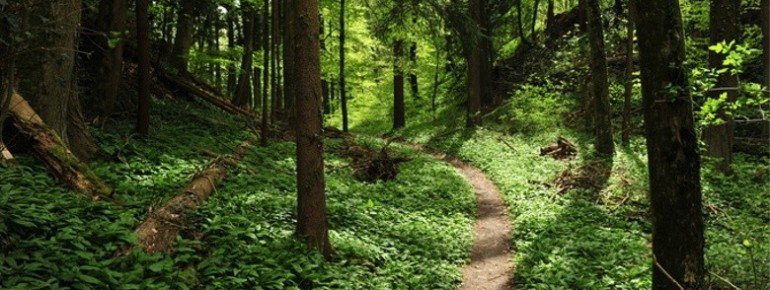 Im stillen Wald