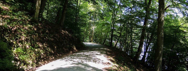 Ein Großteil der Strecke führt durch grüne Wälder.