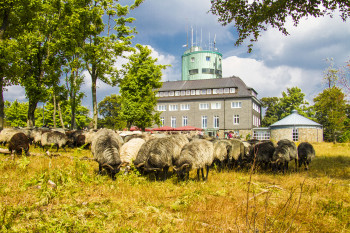 Schafe grasen am Kahlen Asten, im Hintergrund die Wetterstation.