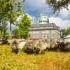 Schafe grasen am Kahlen Asten, im Hintergrund die Wetterstation.