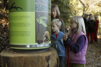 Hier erhalten Besucher Informationen über das Holz des Kastanienbaumes und über die Artenvielfalt der Früchte.