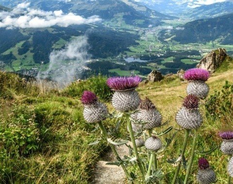 Blick vom Alpenblumengarten aus