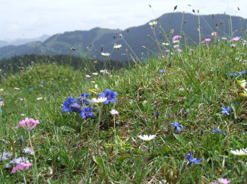 Blumen am Kragenjoch Frühling Wildschönau