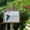 Schautafeln informieren über regionale Rebsorten. Die hier beschriebene Rotweinsorte Lagrein wächst nur in Südtirol.