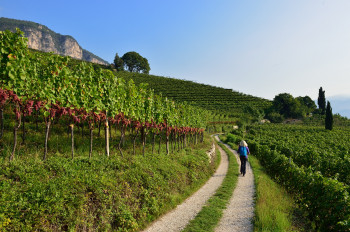 Der Weinlehrpfad führt von Kurtatsch nach Margreid. Die Orte besitzen insgesamt etwa 500 Hektar Rebflächen.