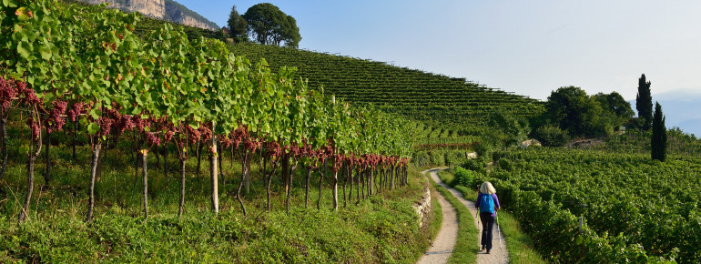 Der Weinlehrpfad führt von Kurtatsch nach Margreid. Die Orte besitzen insgesamt etwa 500 Hektar Rebflächen.
