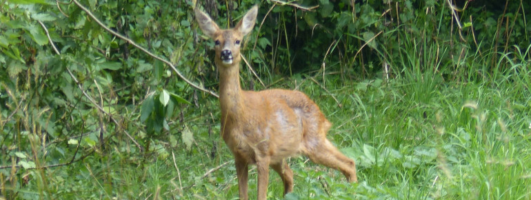 Wer genau hinsieht kann auch die Fauna entdecken. Dieses Reh hat mir wohl beim Wandern zugesehen.
