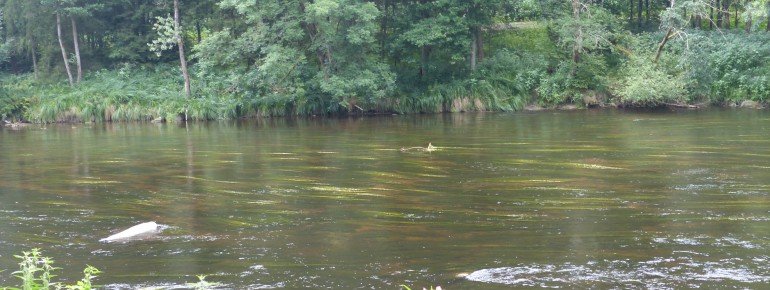 Die Ilz ist einfach ein schöner Fluß und bietet immer wieder neue Eindrücke