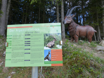 Viele Infotafeln entlang des Panoramarundweges am Zwölferkopf erklären die Bewohner des Waldes, hier beispielsweise der Alpensteinbock.