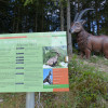 Viele Infotafeln entlang des Panoramarundweges am Zwölferkopf erklären die Bewohner des Waldes, hier beispielsweise der Alpensteinbock.