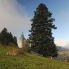 Weißtanne - Auf den Spuren alter Bäume