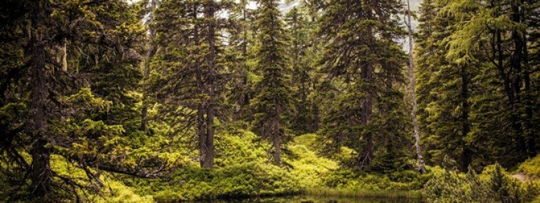 Mystischer Rauriser Urwald
