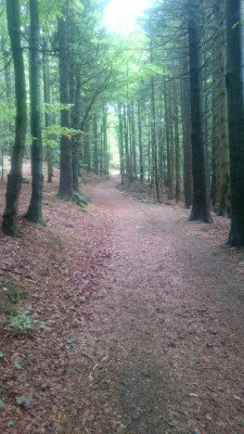 Meistens führt der Weg auf gut befestigten Waldpfaden