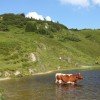 Eine Kuh kühlt sich im oberen Paarsee ab
