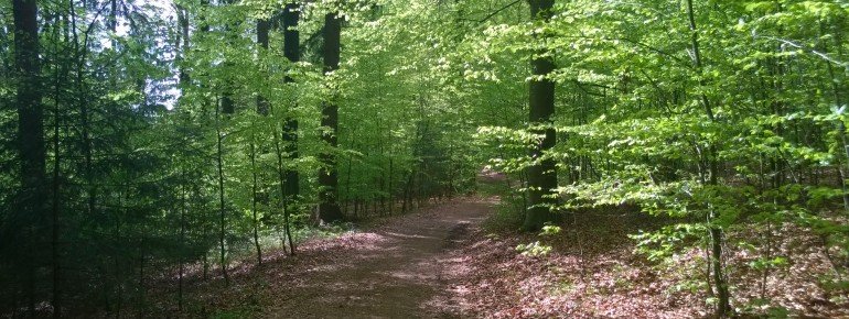 Fast der komplette Weg führt durch dichten Mischwald