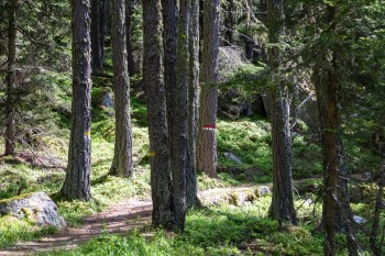 Der dicht bewaldete Naturnser Almenweg