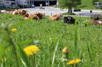 Die Kühe grasen in Zauchensee oftmals direkt neben den Straßen.