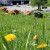 Die Kühe grasen in Zauchensee oftmals direkt neben den Straßen.