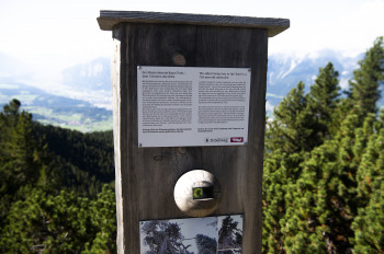 Die älteste Zirbe Tirol's bewundern