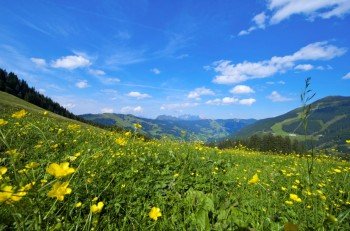 Blühende Almwiese mit Weitblick auf die umgebenden Pinzgauer Grasberge.