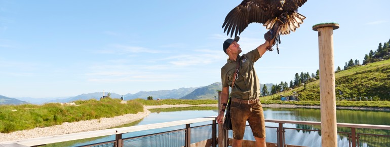 Die Falkner präsentieren verschiedene heimische Greifvogelarten.