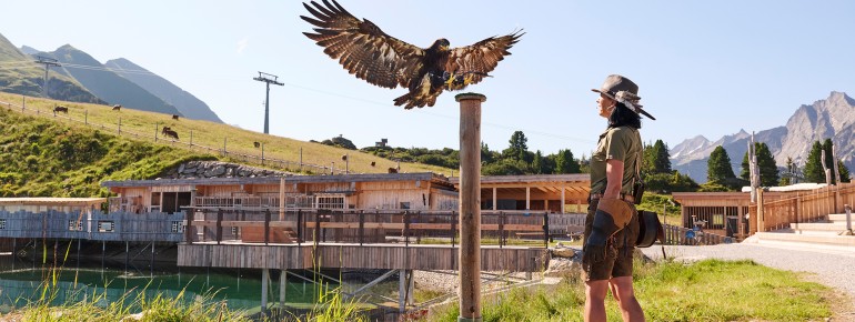 Flugvorführungen auf der AdlerBühne finden direkt am Speicherteich Filzen auf dem Ahornplateau statt.