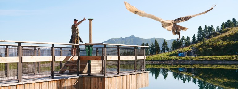 Ein besonderes Erlebnis am Berg: Flugshows, Naturwissen und Tierbeobachtung vereint.