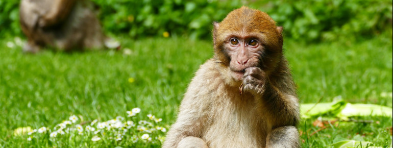 Die Affen stellen einen wertvollen Reservebestand für die Wildpopulationen in Nordafrika dar.