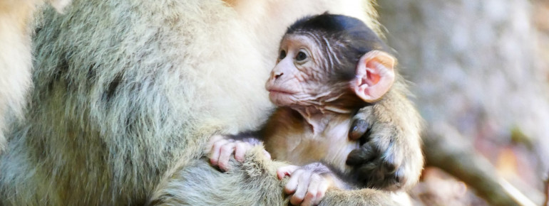 Berberaffen sind eine stark gefährdete Makakenart.