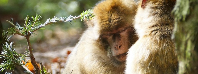 Wissenschaftler erforschen am Affenberg das Sozialverhalten der Tiere.