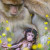 Der Affennachwuchs kommt ab Mai zur Welt.
