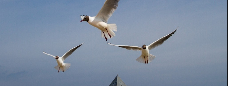 Seebrücke Heringsdorf