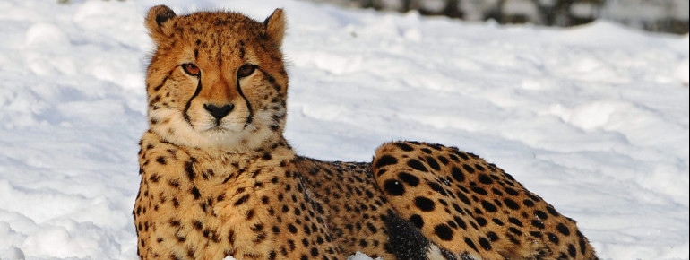 Auch im Winter kannst du den Zoo besuchen und beispielsweise diesen Geparden im Schnee beobachten.