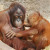 Die Orang-Utans Mandi und Ito leben in der Zoorangerie.
