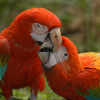Die Hellroten Aras gehören zu den größten Papageien der Welt.