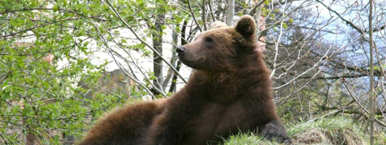 Der Bär ist einer der großen Stars im Alpenzoo