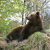 Der Bär ist einer der großen Stars im Alpenzoo
