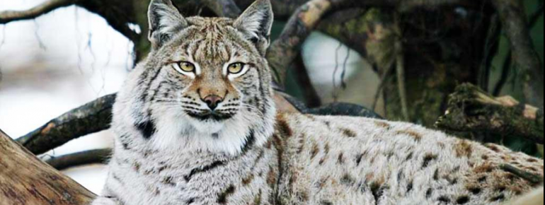 Auch den seltenen Luchs gibt es hier zu sehen