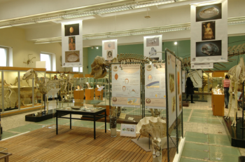 Das Zoologiemuseum beinhaltet rund 20.000 Tierpräparate und -skelette