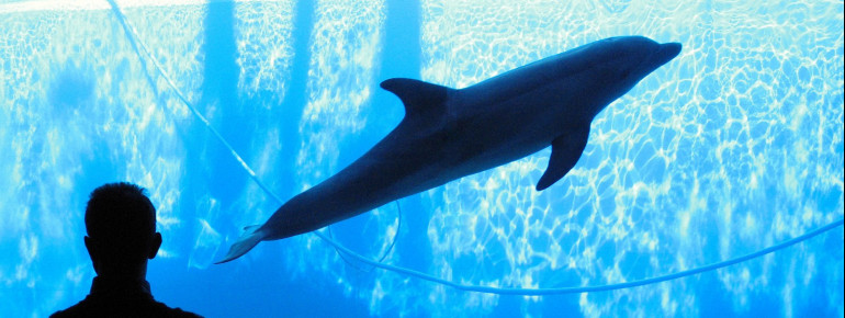 Das Aquarium von Genua ist eines der größten in Europa.