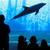 Das Aquarium von Genua ist eines der größten in Europa.