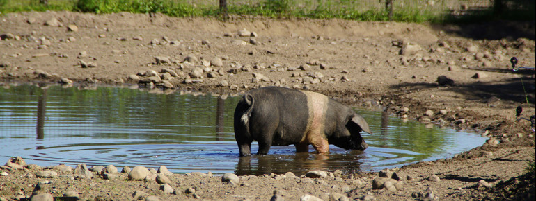 Bei jeder Tierart wird auf eine artgerechte Haltung mit ausreichend großen Freianlagen geachtet.