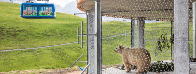 Bär Napa blickt auf die Gondel der Weisshornbahn. Ob er schon auf die Besucher wartet?