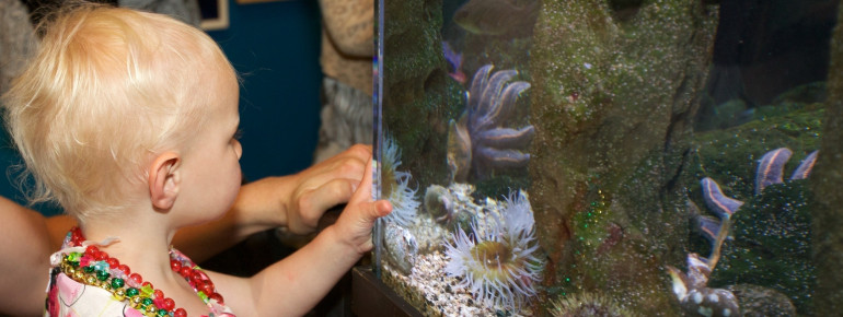 Ausstellung von marinen Lebewesen