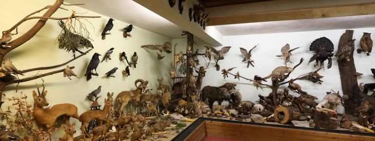 Das Waldmuseum