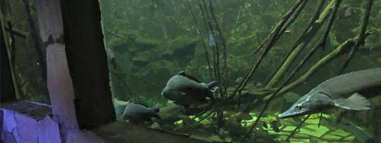 40.000 Liter Schauaquarium sind auch vorhanden.
