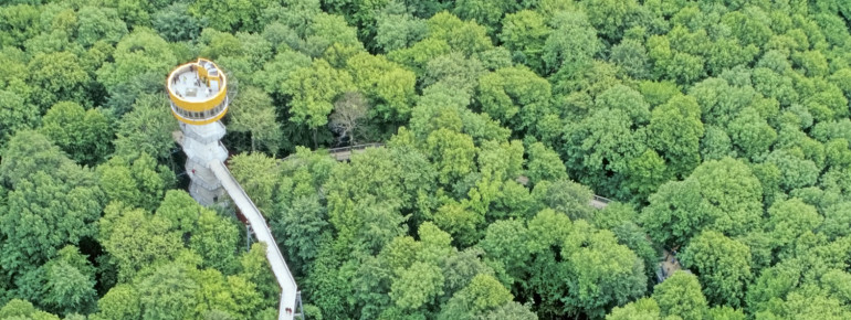 Der Baumkronenpfad Hainich befindet sich an der Thiemsburg im Nationalpark Hainich.